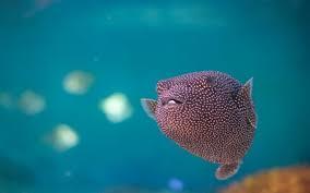 Blue Reef Aquarium